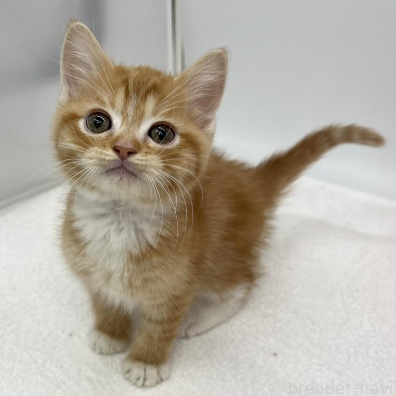 販売中の愛知県のマンチカン-136729の5枚目