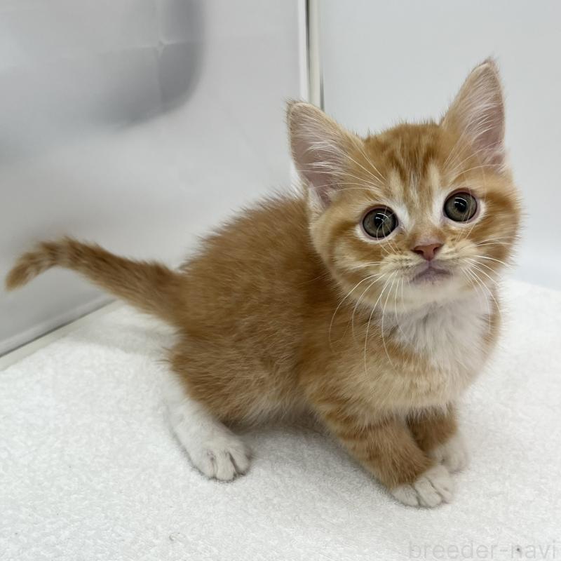 販売中の愛知県のマンチカン-136729の4枚目