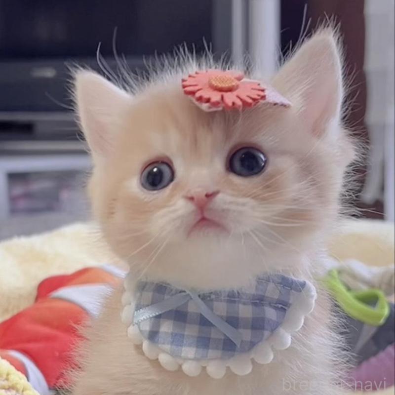 販売中の岐阜県のミヌエット-136730の8枚目