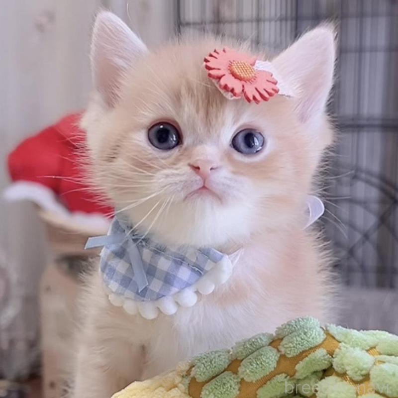 販売中の岐阜県のミヌエット-136730の6枚目