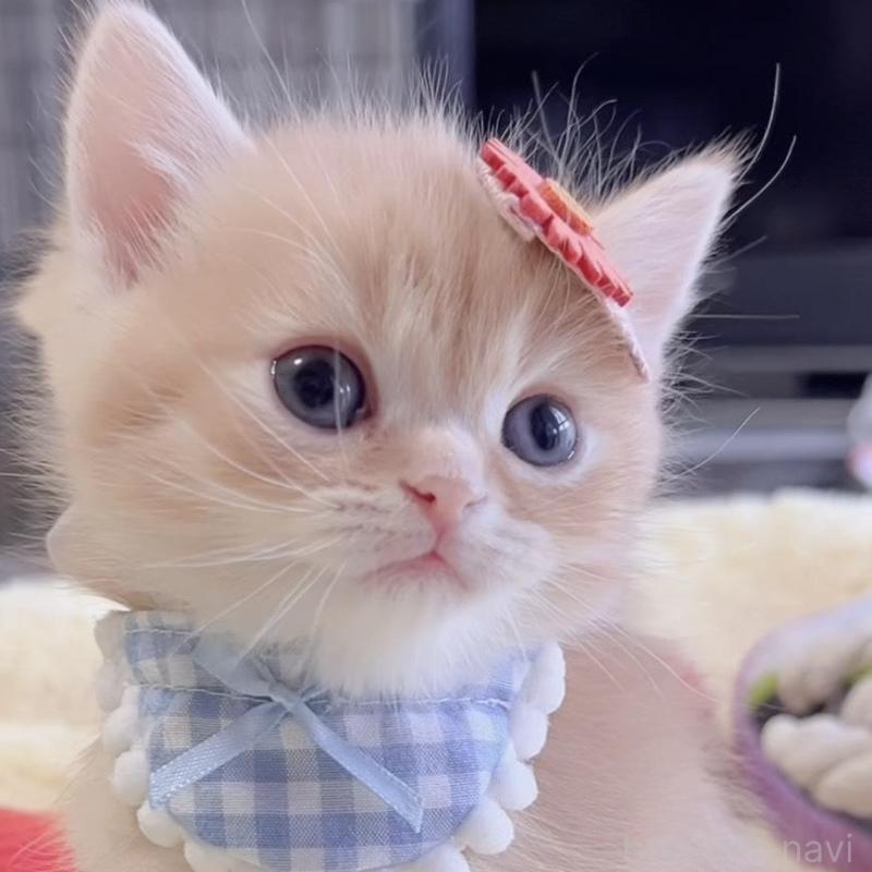 販売中の岐阜県のミヌエット-136730の5枚目