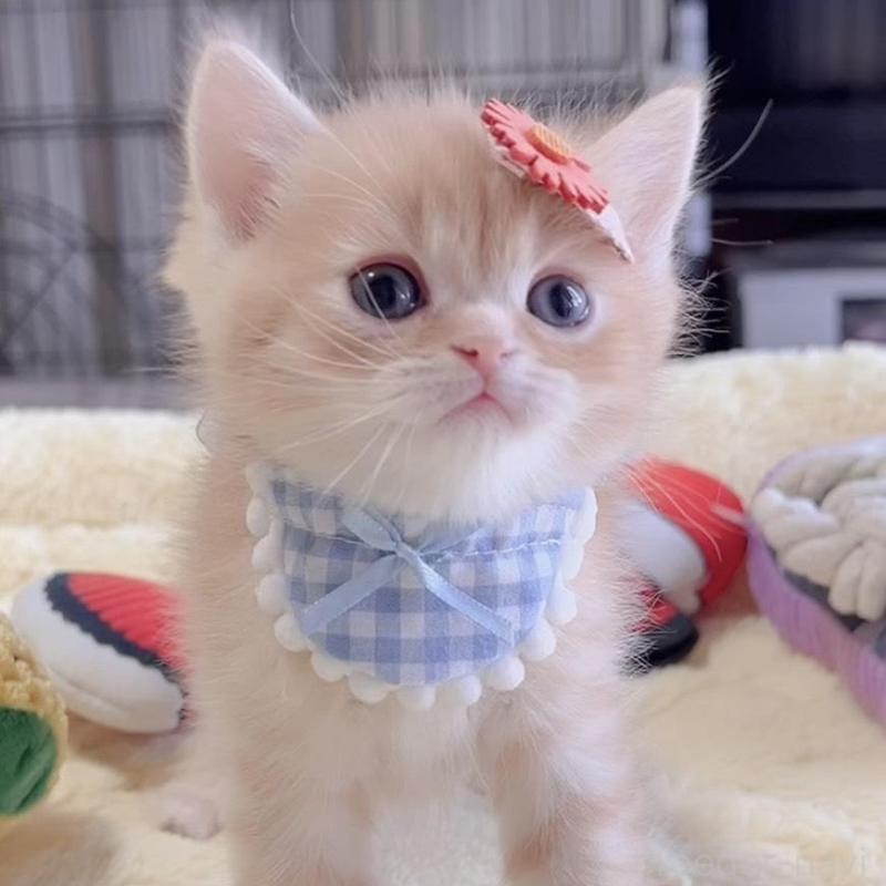 販売中の岐阜県のミヌエット-136730の4枚目