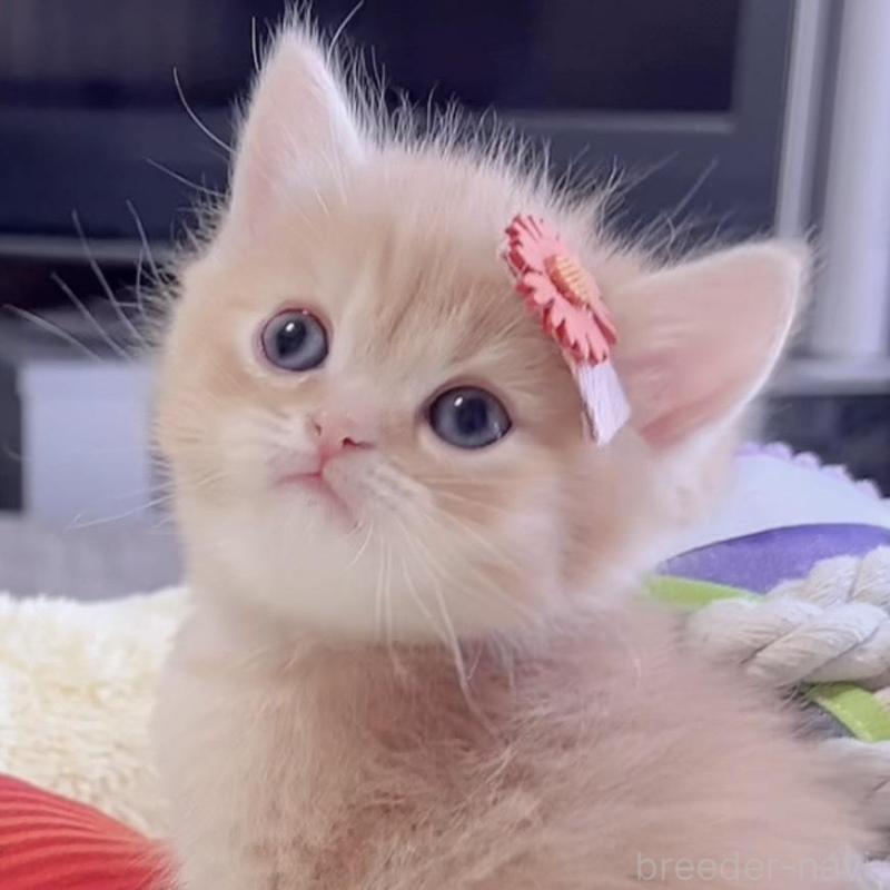 販売中の岐阜県のミヌエット-136730の3枚目