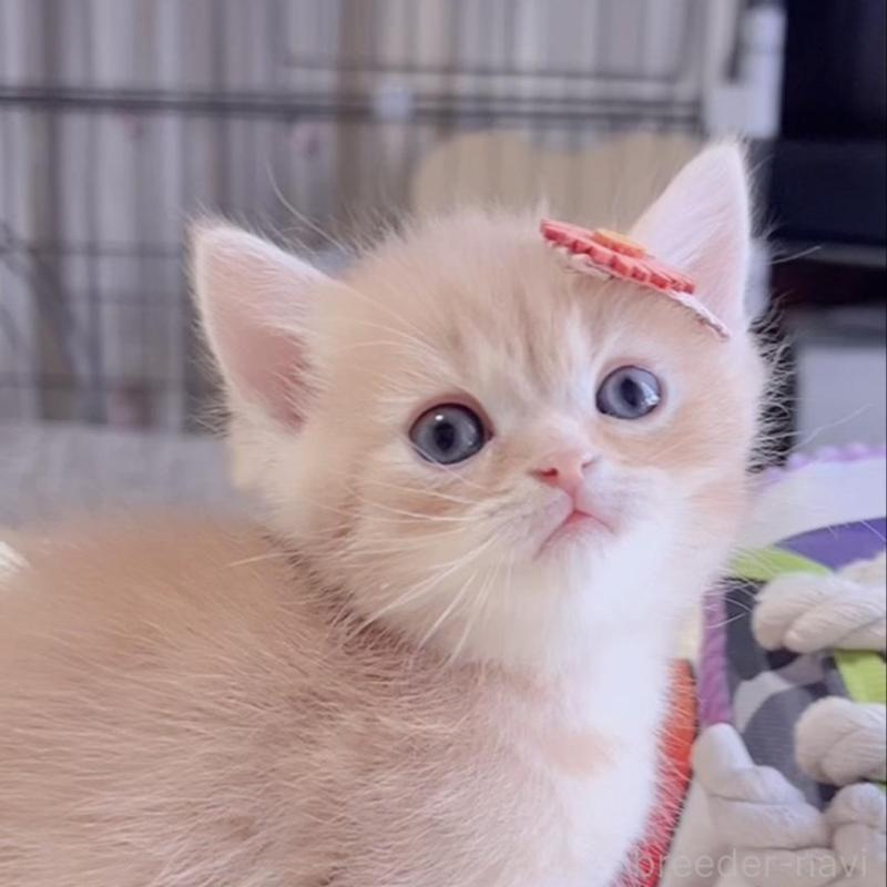 販売中の岐阜県のミヌエット-136730の2枚目