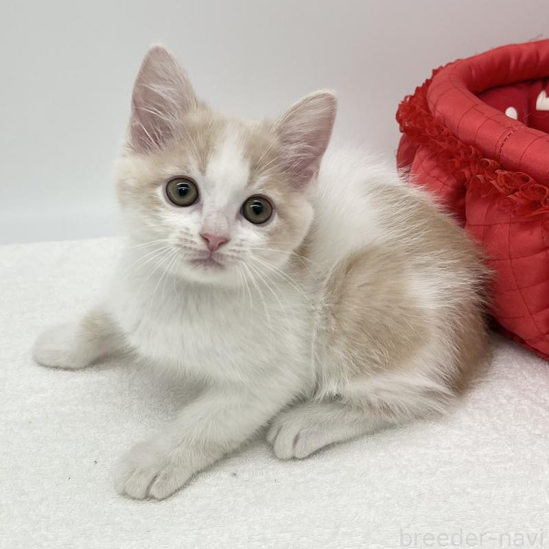 販売中の愛知県のマンチカン-136731の5枚目