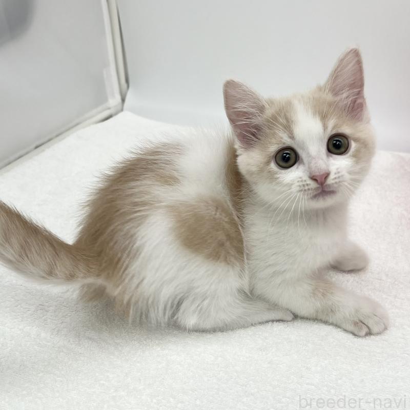 販売中の愛知県のマンチカン-136731