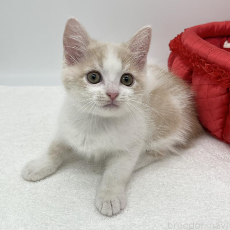 販売中の愛知県のマンチカン-136731の4枚目