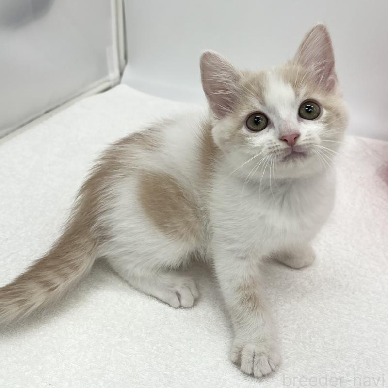 販売中の愛知県のマンチカン-136731の3枚目