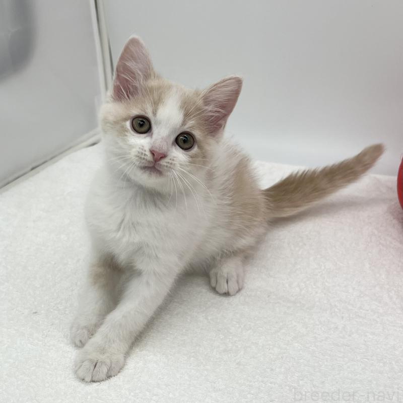 販売中の愛知県のマンチカン-136731の2枚目