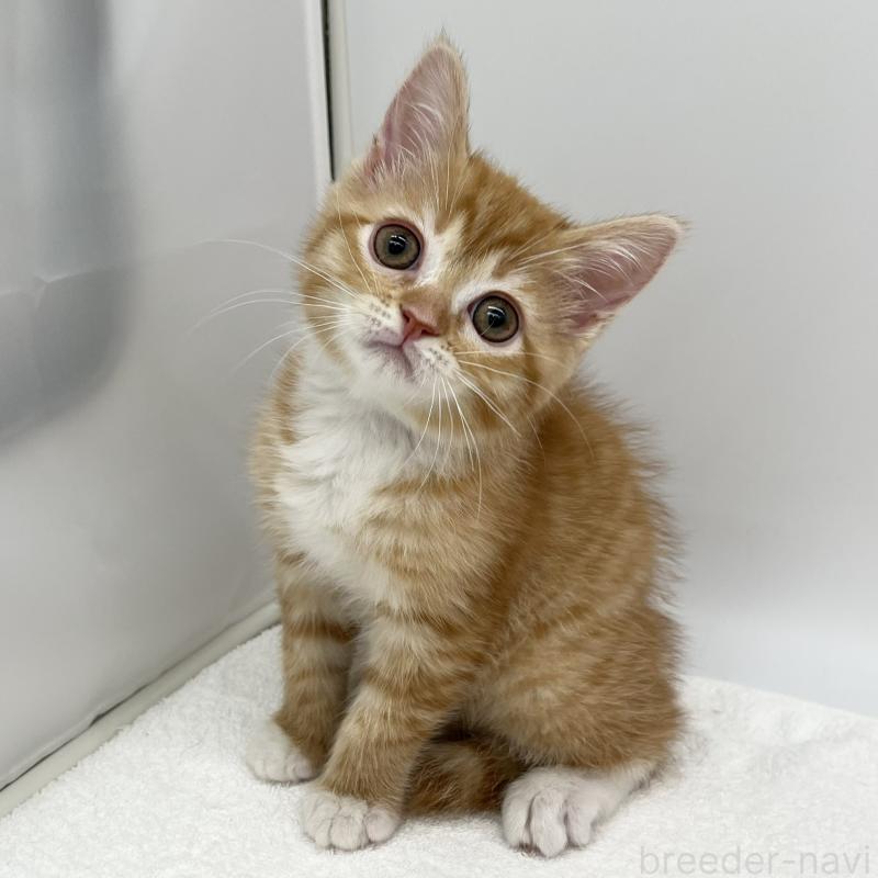 販売中の愛知県のマンチカン-136732