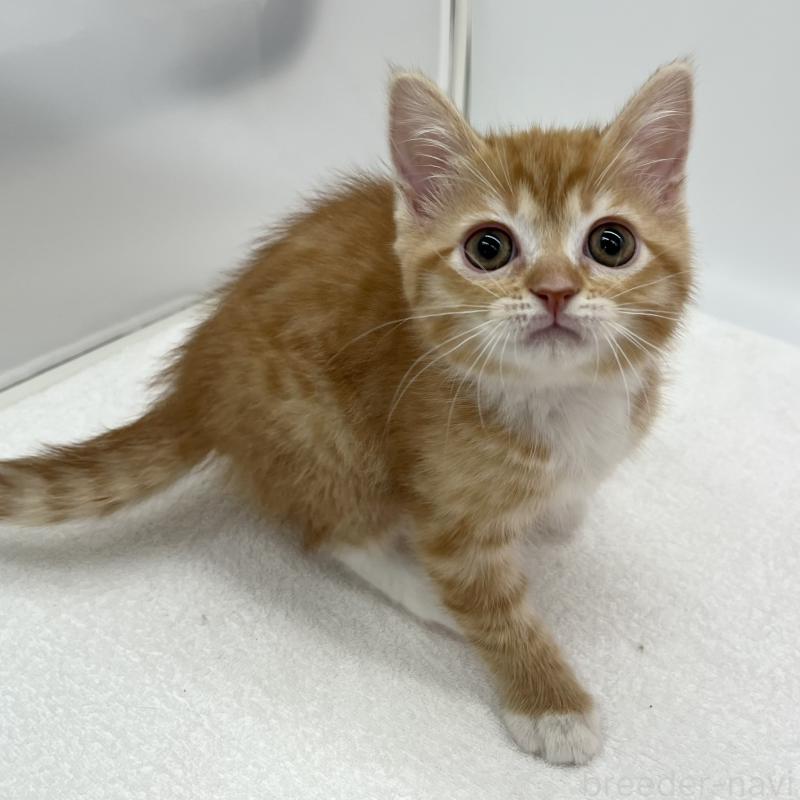 販売中の愛知県のマンチカン-136732の5枚目