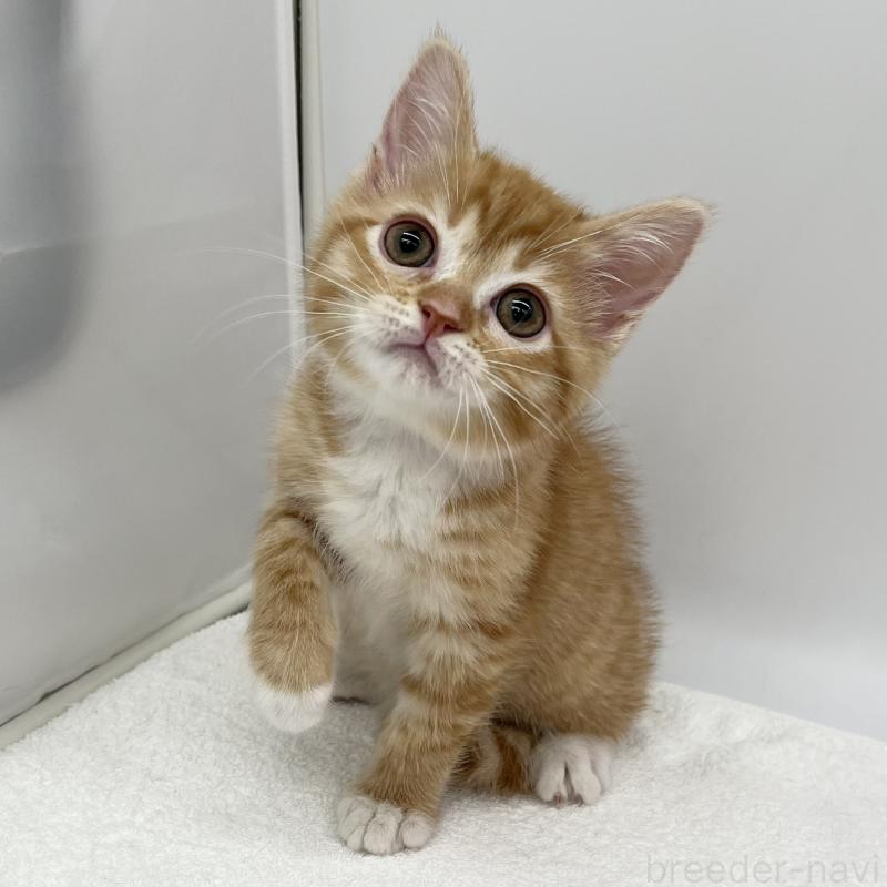 販売中の愛知県のマンチカン-136732の4枚目