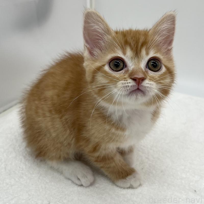 販売中の愛知県のマンチカン-136732の3枚目