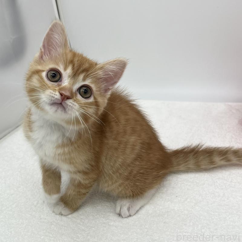 販売中の愛知県のマンチカン-136732の2枚目