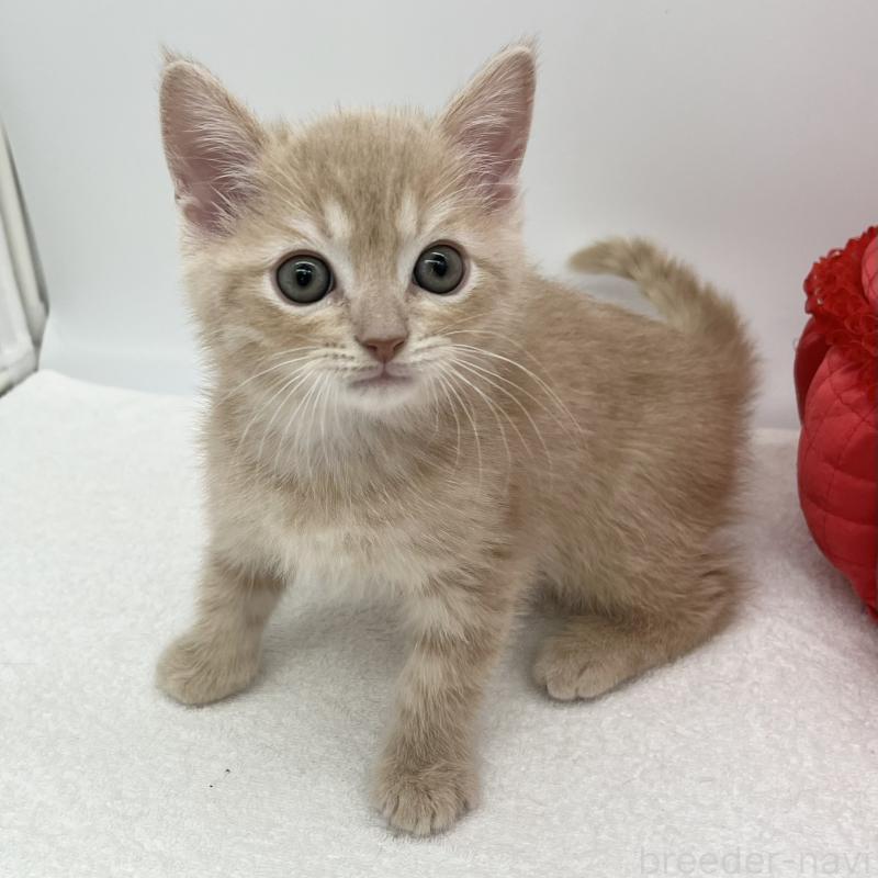 販売中の愛知県のマンチカン-136733の5枚目