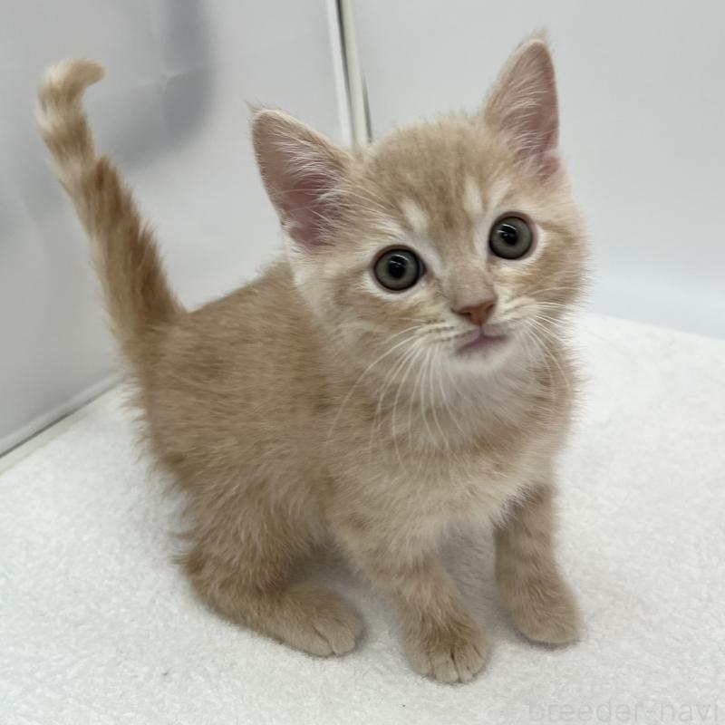 販売中の愛知県のマンチカン-136733