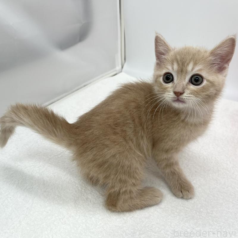 販売中の愛知県のマンチカン-136733の3枚目