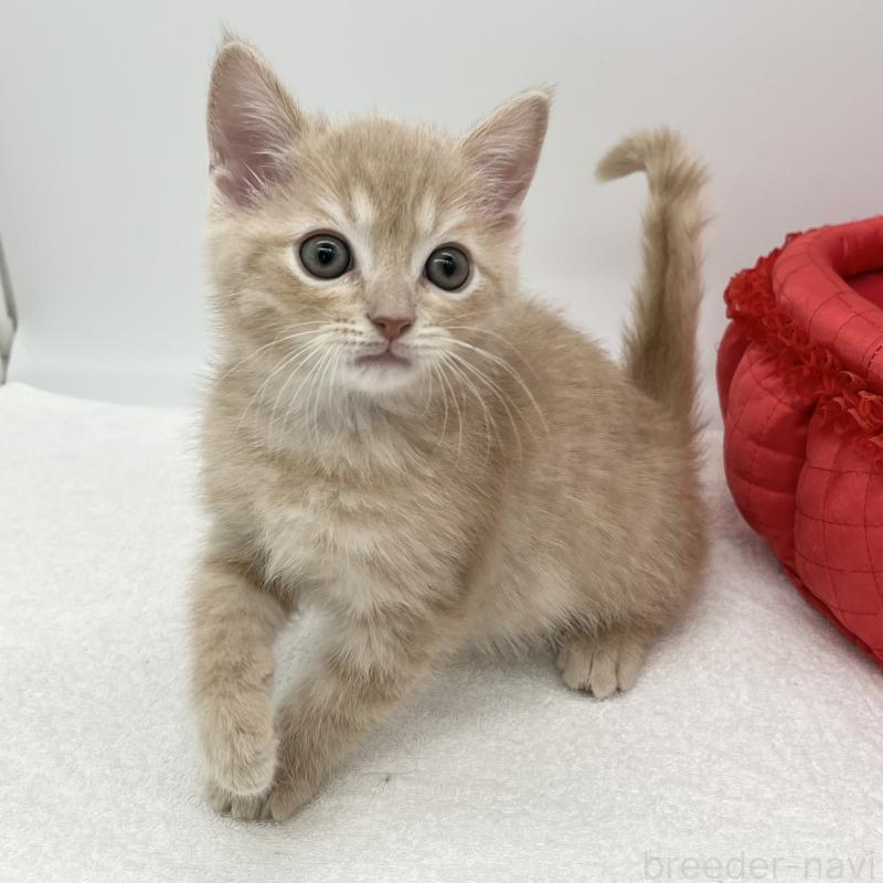 販売中の愛知県のマンチカン-136733の2枚目