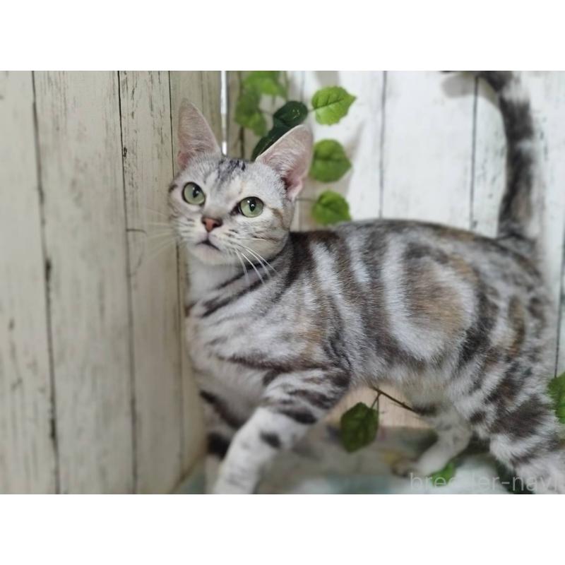 販売中の三重県のアメリカンショートヘア-136734の4枚目