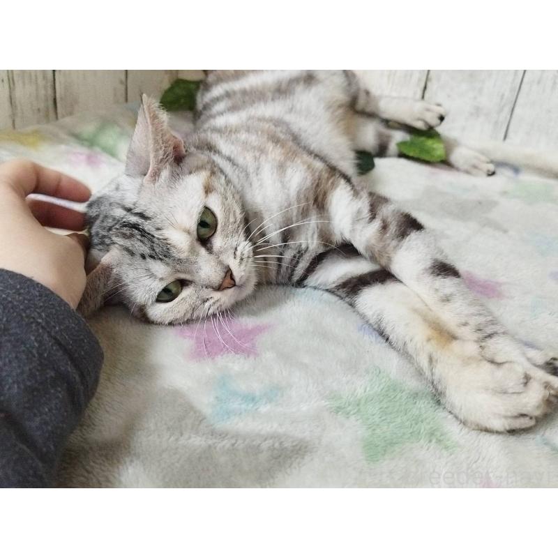 販売中の三重県のアメリカンショートヘア-136734の3枚目