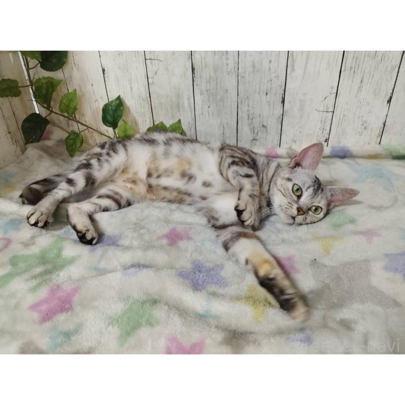 販売中の三重県のアメリカンショートヘア-136734の2枚目