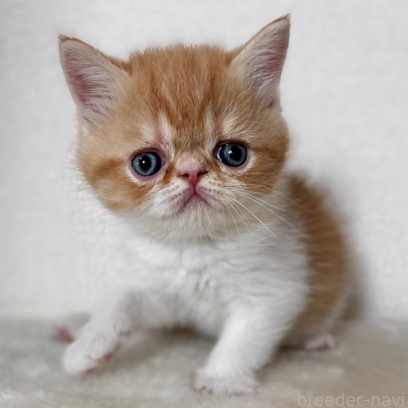 販売中の埼玉県のエキゾチックショートヘア-135171