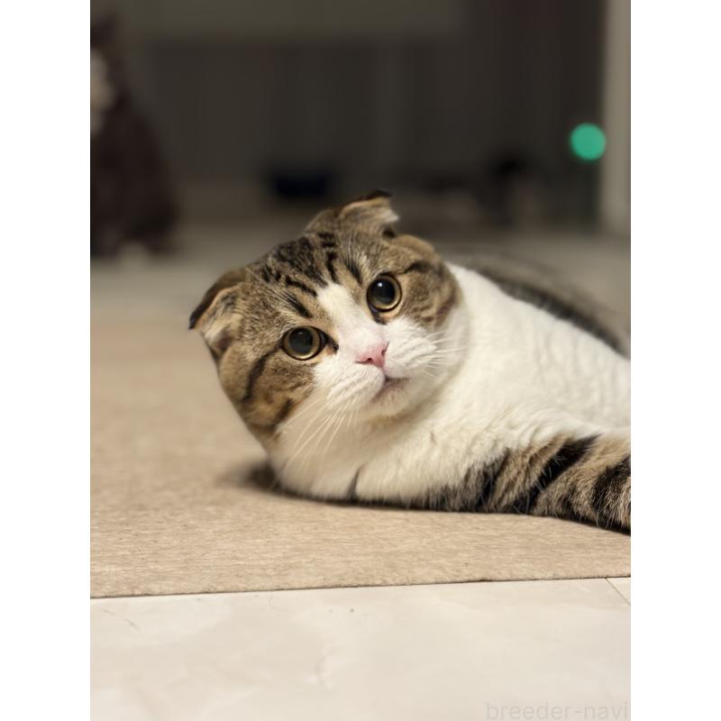 販売中の静岡県のミックス-123424の2枚目