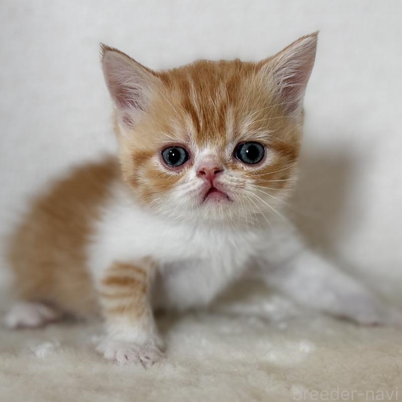 販売中の埼玉県のエキゾチックショートヘア-135172