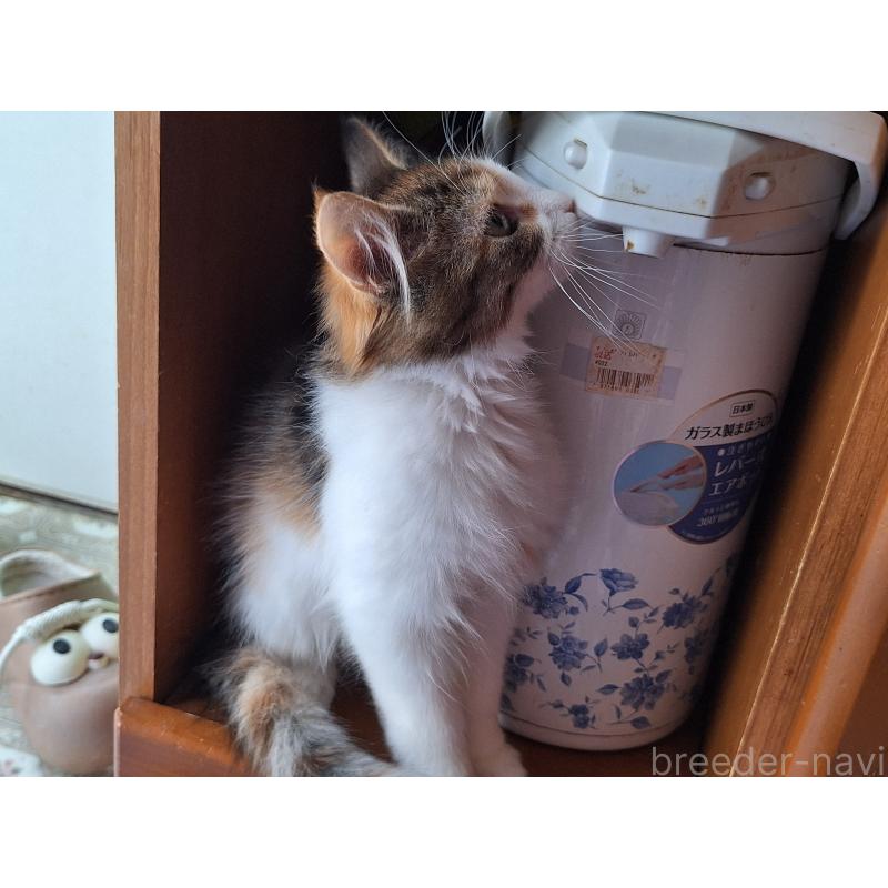 販売中の京都府のメインクーン-133064の2枚目