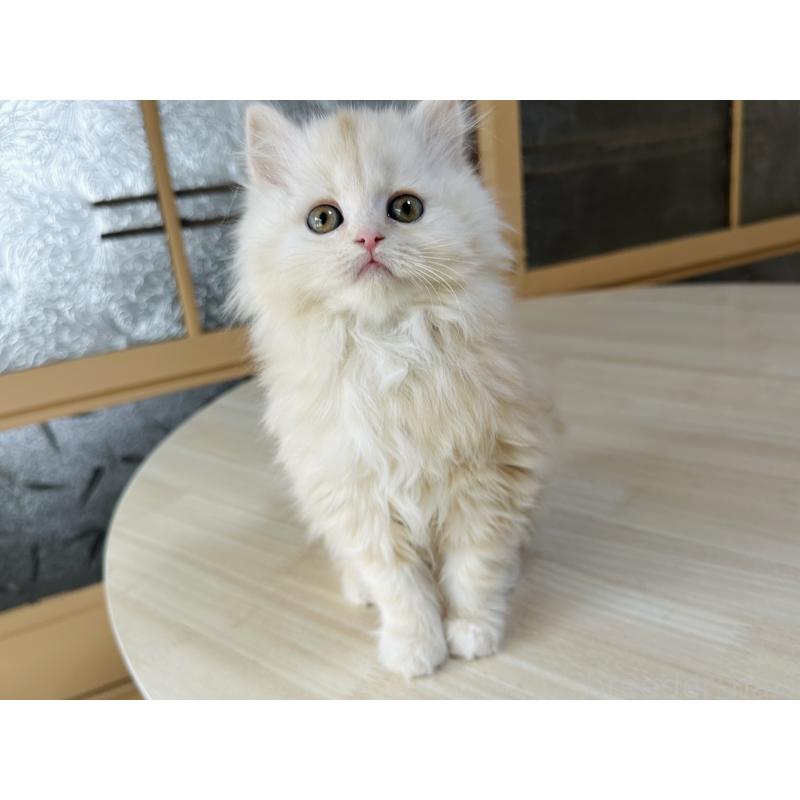 販売中の千葉県のマンチカン-133774の7枚目