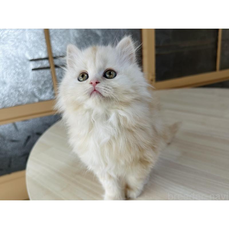 販売中の千葉県のマンチカン-133774の6枚目