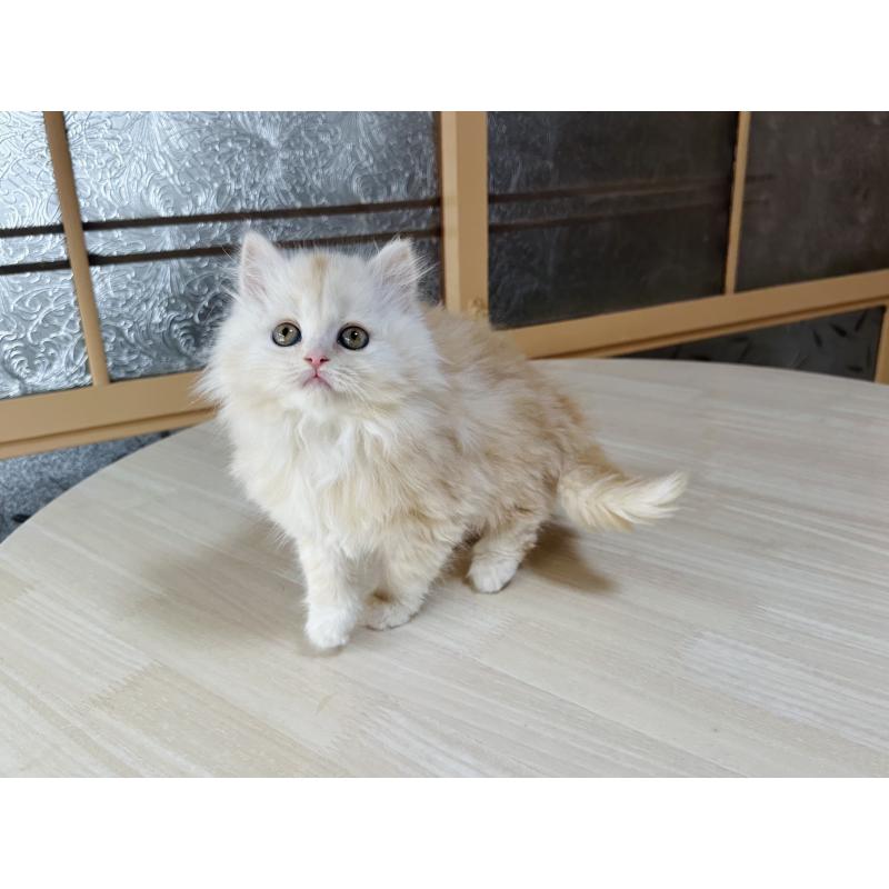 販売中の千葉県のマンチカン-133774の5枚目