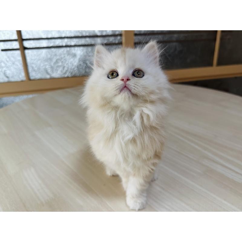 販売中の千葉県のマンチカン-133774の2枚目