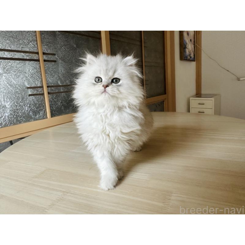 成約済の千葉県のミヌエット-133773の12枚目