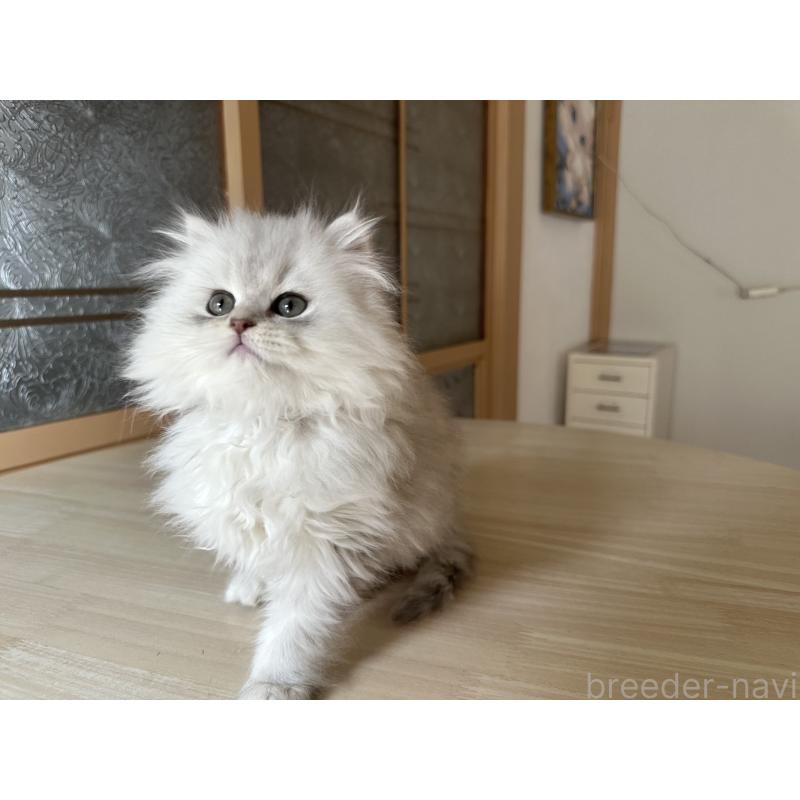 成約済の千葉県のミヌエット-133773の11枚目