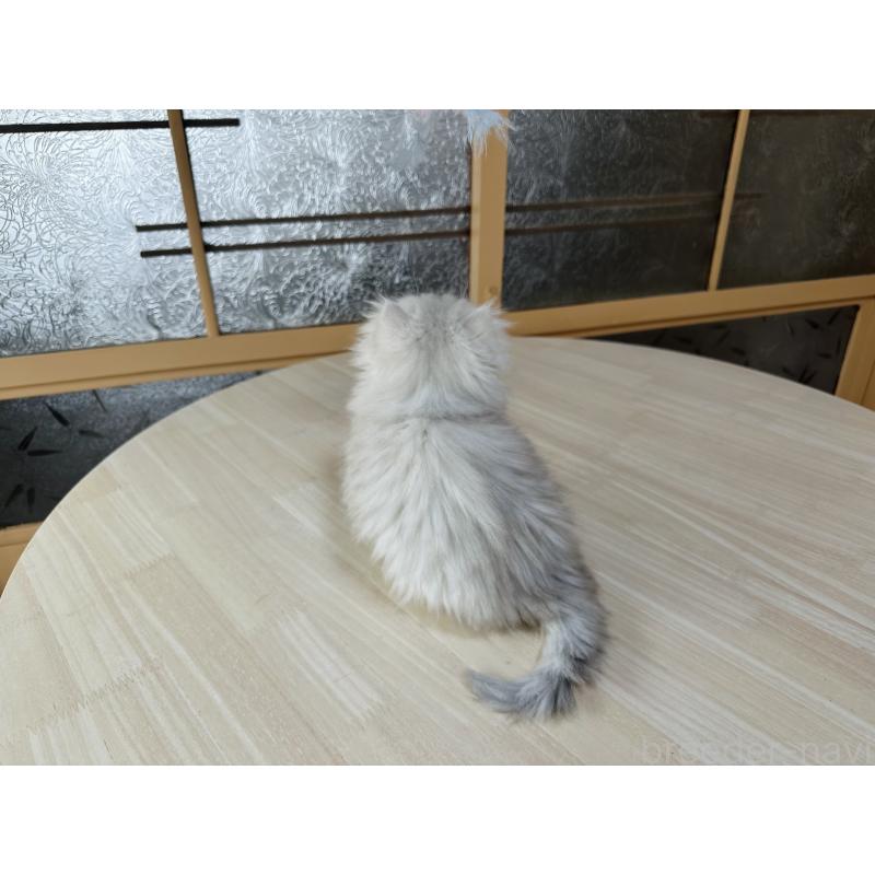 成約済の千葉県のミヌエット-133773の9枚目