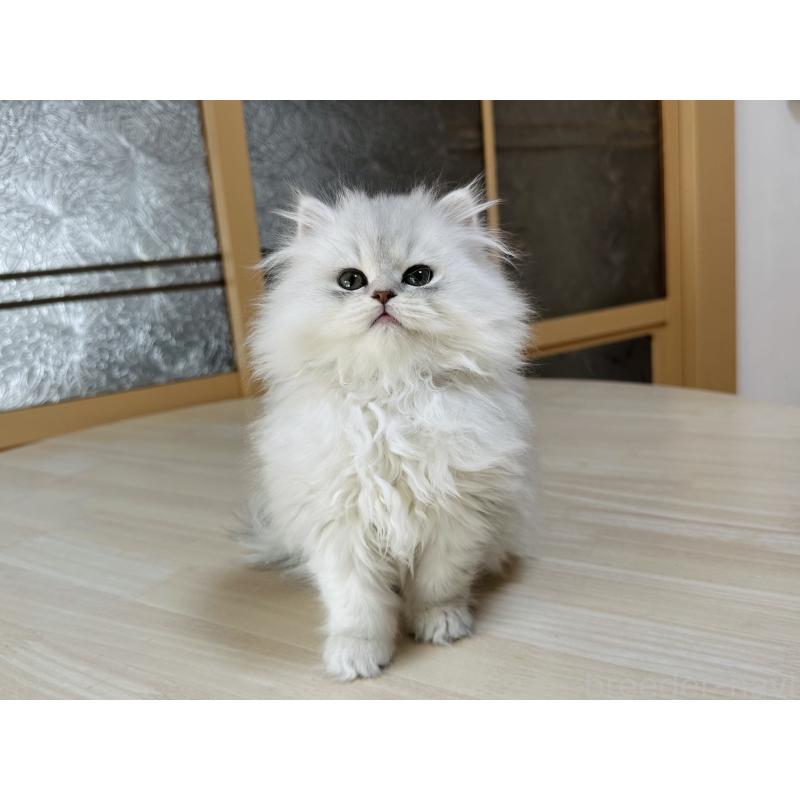 成約済の千葉県のミヌエット-133773の8枚目