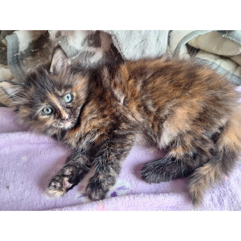 販売中の京都府のメインクーン-135238の5枚目