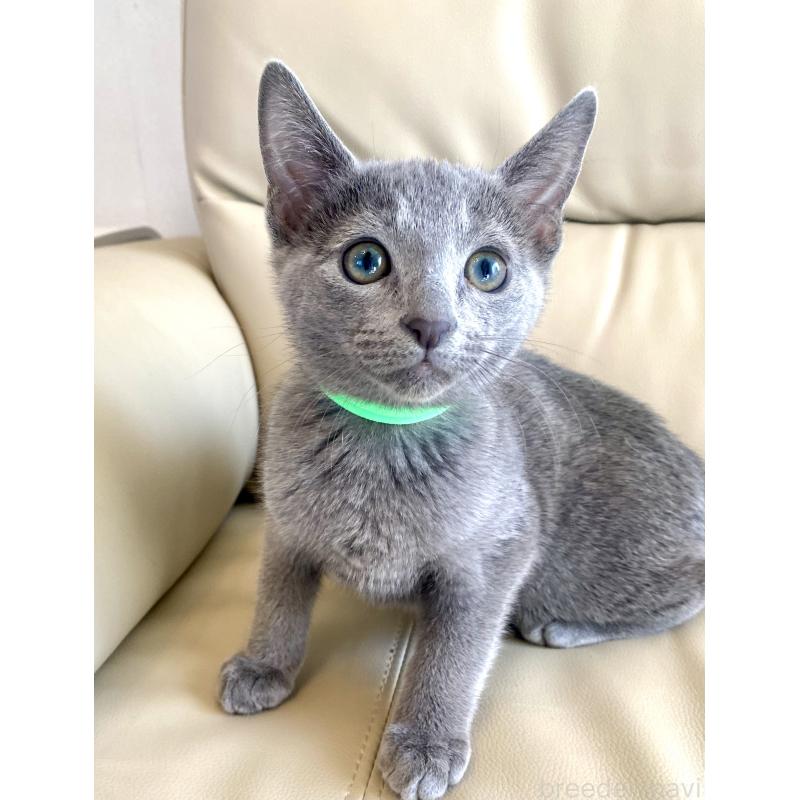 販売中の東京都のロシアンブルー-133325