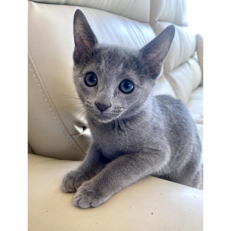 成約済の東京都のロシアンブルー-133325の23枚目