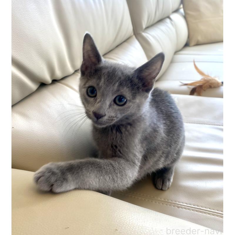 成約済の東京都のロシアンブルー-133325の22枚目