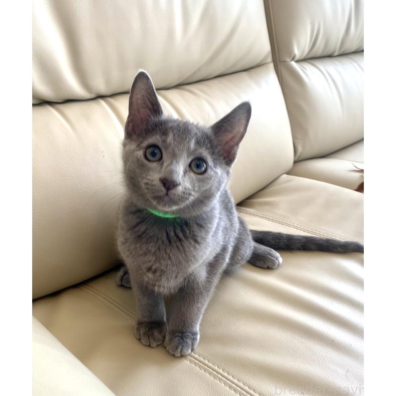 成約済の東京都のロシアンブルー-133325の21枚目