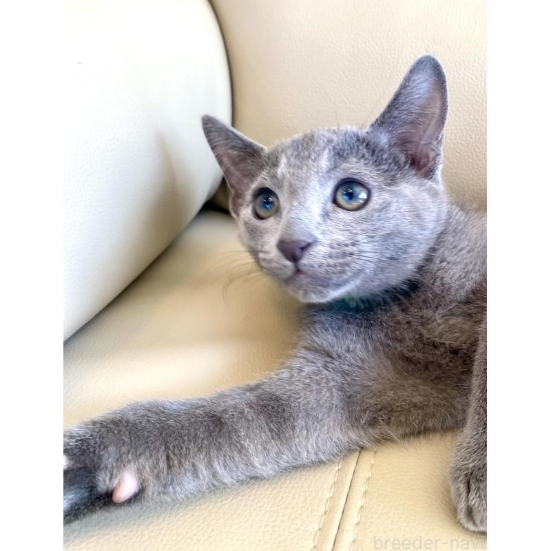 成約済の東京都のロシアンブルー-133325の20枚目