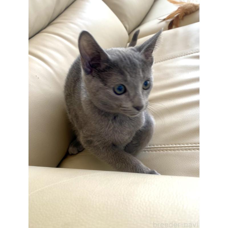 成約済の東京都のロシアンブルー-133325の18枚目