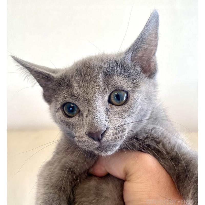 成約済の東京都のロシアンブルー-133325の17枚目