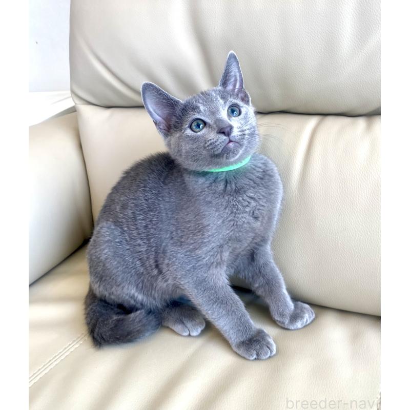 成約済の東京都のロシアンブルー-133325の16枚目