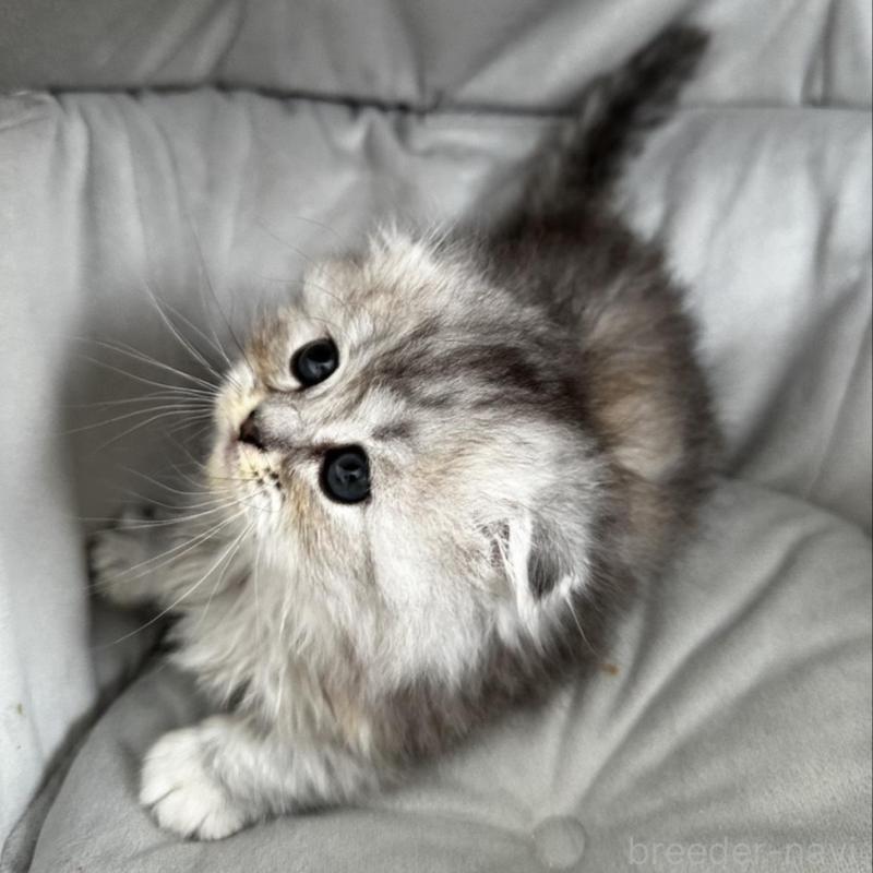 販売中の千葉県のミヌエット(短足)-136735の1枚目