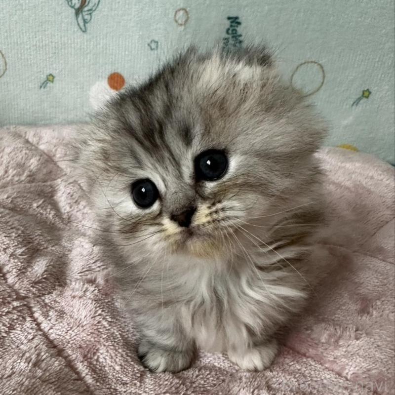 販売中の千葉県のミヌエット(短足)-136735の5枚目