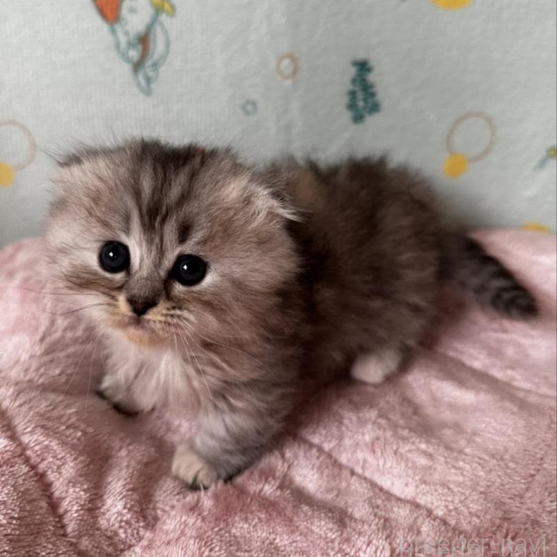 販売中の千葉県のミヌエット(短足)-136735の4枚目