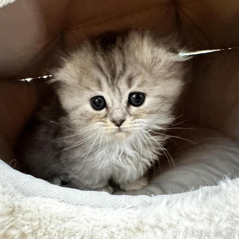 販売中の千葉県のミヌエット(短足)-136735の3枚目